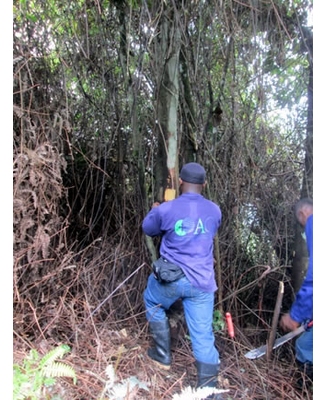 Ingeniera Forestal