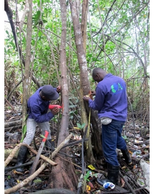 Ingeniera Forestal